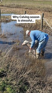 Water Birthing! Here is the ACTUAL Video of why calving is so difficult! Cows like to give us stress! #farmwifefarmlife #waterbirthing #cows #calves #calvingseason #ranchinglife | Nikki - The Farm Wife The Farm Life