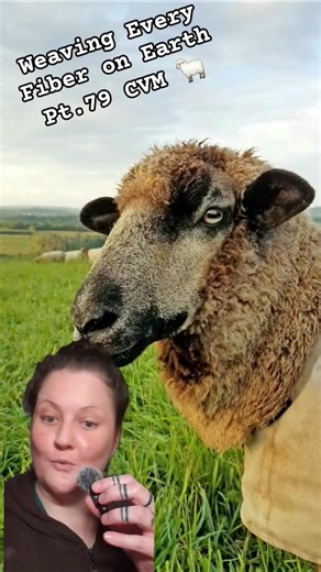 California Romeldale Sheep! #diy #craft