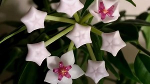 Witness the mesmerizing beauty of nature unfold before your eyes! 🌸🌼 Watch as these exquisite flowers bloom in a captivating time-lapse video, revealing their vibrant colors and delicate petals. 🌺✨ Let the magic of nature fill your heart with wonder!🌷❤️ #BloomingBeauty #NatureMagic #FlowerPower | iChongqing