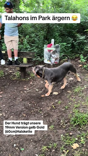 Talahon Hunde und ihre goldene Halskette