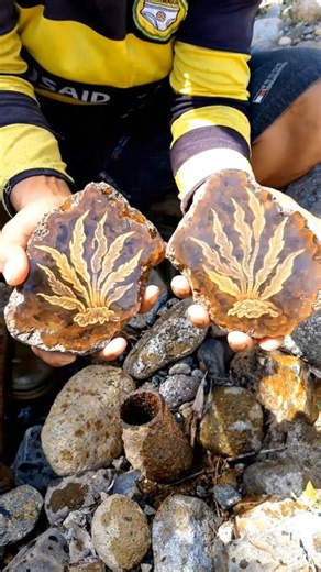 A Golden Anubias pattern inside a stone. #astrology #stonecollection #rarestone #nature #geography