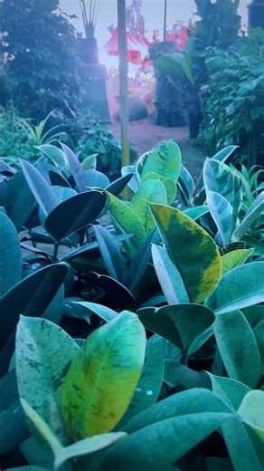 shades of green #photography #plants #nature