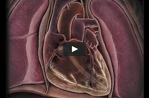 AMERMAN: Exploring Anatomy & Physiology in the Laboratory