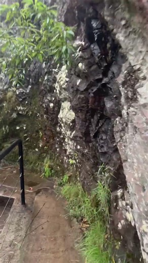 Springbrook walking trail #springbrook #nationalpark #goldcoast