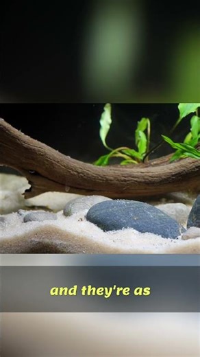 Easy Aquascaping: River Rocks vs Dragonstone!