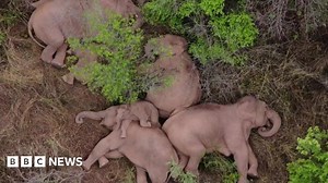 China elephants: Wandering herd take well deserved rest