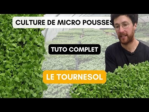 La culture des micro pousses de Tournesol [Tuto complet]