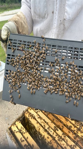 3.9K views · 44 reactions | ❄️Introducing our new Winter Patty Frame...