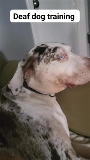 #dog #laughn #deaf #LA | Doggi Mcgee