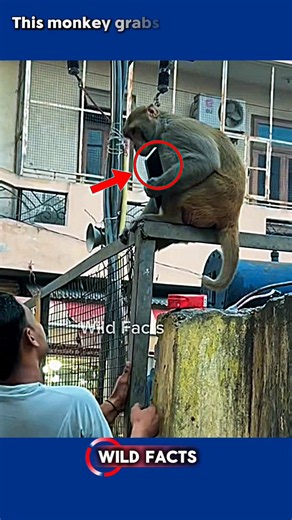 Monkey vs Human | Primate Intelligence and Curious Behavior #Monkeys #Wildlife #Shorts