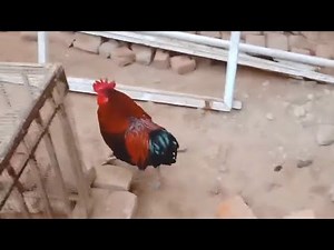 Morning Rooster Routine Start of the day!How My Pet Rooster Starts His Day