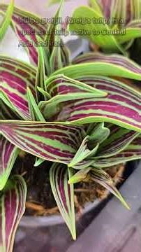 The RHS Award-Winning Dwarf Tulip / #tulips #tulip #plants #plantlover