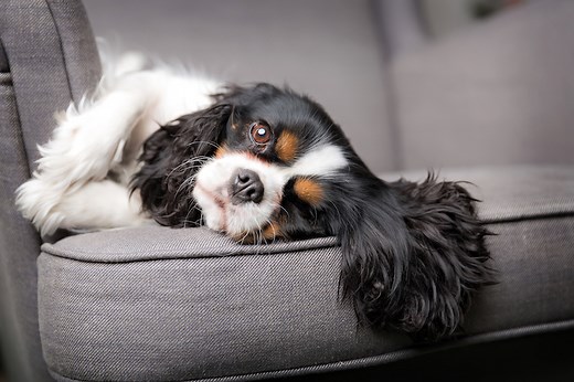 The Importance of Decompression When Bringing Home a New Dog
