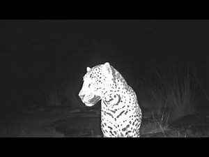 Jaguar Named Sombra in Chiricahua Mountains in Arizona