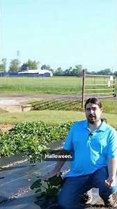 Start pumpkin plants now for a Halloween harvest #gardening #homegarden #pumpkin