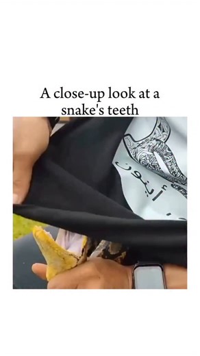 NOCODUSA on Instagram: "The video shows a handler gently opening the mouth of a non-venomous constrictor, likely a python, revealing its sharp, backward-curving teeth. These recurved, conical teeth are designed to hook prey and prevent escape, helping the snake grip and guide food inward rather than chew it. Posted on December 26, 2025, by @ChristineI7124, the clip crossed 4 million views in a single day. Reactions ranged from shock at how visible the teeth are to concerns about safe handling pr