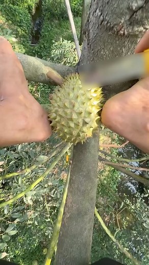 Khi trình độ leo hái sầu riêng đạt đến đỉnh cao! #2nong #tinnhanhnongnghiep #saurieng | Nông dân nè