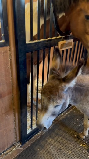 262K views · 7.6K reactions | James Maloney on Reels | Facebook