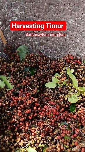 Harvesting Timur (Zanthoxylum armatum) #timur #टिमुर #zanthoxylum #sichuanpepper #shorts
