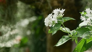 Free Garden Videos: 4K & HD | No Watermark | Download Now