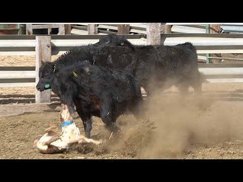 Clementine's Kalil - Hangin Tree Cowdog