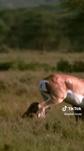 Combat épique : Gazelle de Grant contre Guépard