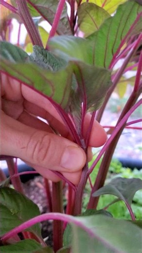 RED AMARANTH 🥀 HARVESTING ASMR 🥀