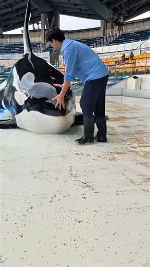 Hungry Dolphin’s Big Box Surprise #shorts