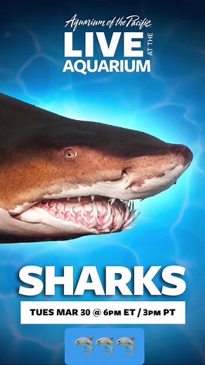 Join us 3/30 at 3PM Pacific time in Shark Lagoon #LiveOnTikTok! 🦈🦈🦈#aquariumofthepacific #shark