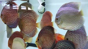 2.1K views · 93 reactions | Penang Eruption, Red Melon, Mercury,...