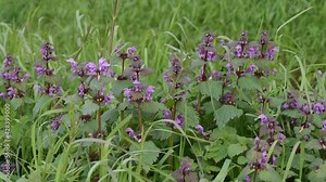 Spring background: field of red dead-nettle swinging in the wind