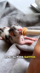 ¿Sabías cómo se cuida a un gatito recién nacido? 😺❤️ No olvides seguirnos si amas a los gatitos. 😊❤️ #gatos #gatitos #gatitoslindos #gatosfelices #amantedelosgatosos #cuidadosfelinos #mascotas #amoamigato #catlover #mishuellitas | Mis Huellitas