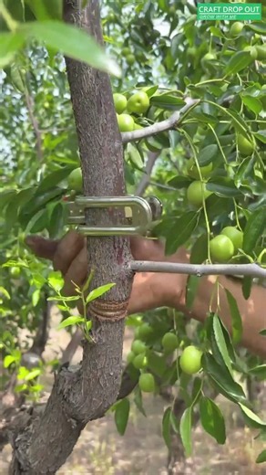 🌿🍈 Girdling Method for Jujube Fruit Development