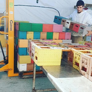 7.4K views · 107 reactions | To reserve our Queen Bees please visit us: International: www.apis-donau.com Romania: www.apis-donau.ro #honeybees #apiary #bees #apiculture #apicultura #honey #beekeeping #queenrearing #apicoltura #queenbee #imkerei #miel #beeswax #beesofinstagram #seabees #beeston #lovebees #beestrong #saveourbees #savebees #beeswarm #apiary #pollination #beekeepinglife #urbanbeekeeping #ilovebeesandhoney | Apis Donau 1905 | Facebook