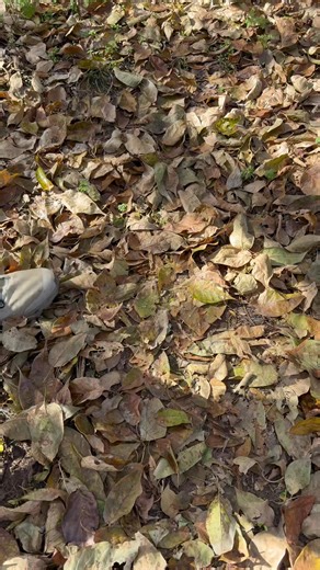 Deer attractant #feed the deer | Kansas Prairie Deer Feeders, attractant, mineral, and protein feed