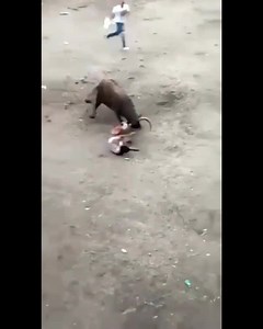 Bull Attack Man To Death