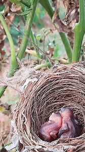 11K views · 197 reactions | Insect Feeding EP 82 Day 2 #170#viral | Jasmin + Julio | Facebook