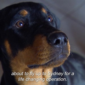 1.1M views · 10K reactions | This Rottweiler cannot stop peeing! If his owner can't afford the extremely expensive surgery the puppy may be put down  | Bondi Vet | Facebook