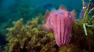 Giant Cuttlefish in the Spencer Gulf | Magical Land of Oz