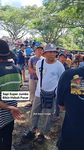 765 reactions · 19 comments | Sapi Limosin Super Jumbo Turun Ke Pasar Glenmore Banyuwangi. Langsung di Kerumunin Pengunjung. #rofisobatternak #jowowangifarm #sapijumbo, @sorotan SEMUA ORANG | Rofi Sobat Ternak | Facebook