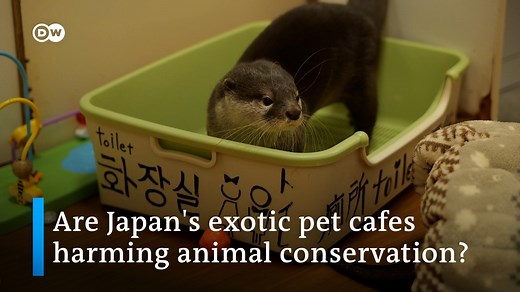 Exotic pets such as small-clawed otters and owls are popular in Japan with many people heading to animal cafes to spend time with them. But WWF Japan experts warn these "cafes" are harming conservation efforts amid Japan's lax legislation. [via DW Asia ] | DW News