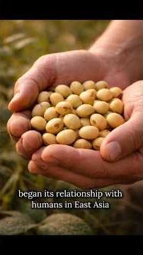 Soybean: From Plant to a Global System