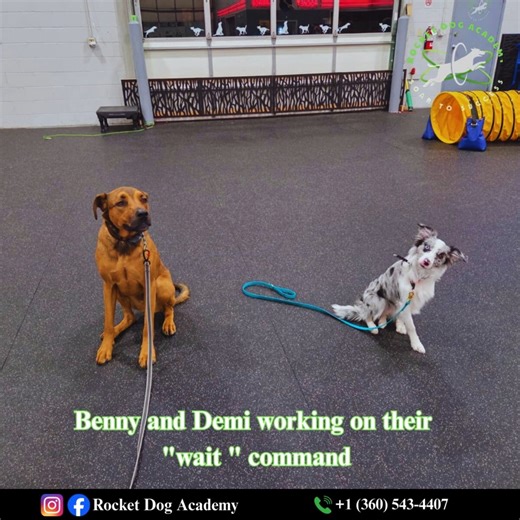 Demi enjoyed a little soccer match between her training lessons today ❤️ She also teamed up with Benny to work on their “wait” command — and they crushed it! Ready to get your dog started on training, structure, and fun?  Schedule your first session now: fill out the link : https://www.rocketdogacademy.com/ Rocket Dog Academy — where dogs learn, grow, and play. ⚽️ | Rocket Dog Academy | Facebook