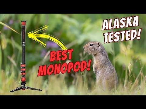 The Best Monopod for Wildlife Photography (Alaska Tested) - The iFootage Cobra 3 Monopod