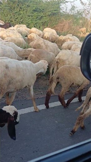 Baba Black Sheep 🐑 Hindi version Rhyme