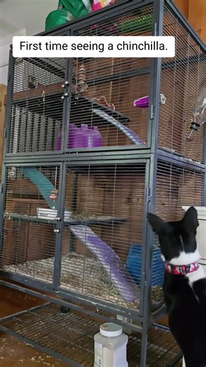 Visiting my friend who has a chinchilla and the doggies went nuts but the chinchilla was not afraid and came out to play around. #basenjibrothers