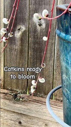 Catkins On Dwarf Weeping Pussy Willow