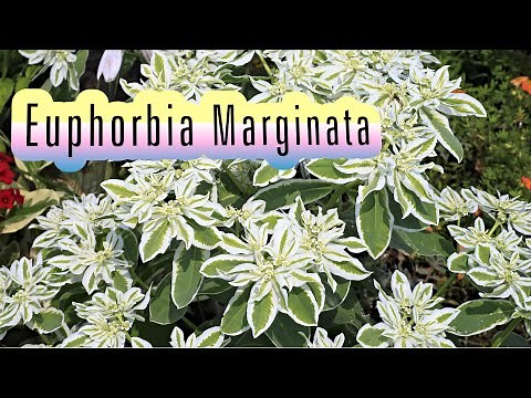 EUPHORBIA MARGINATA - Snow on the mountain plant