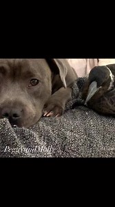 151K views · 19K reactions | This is a flashback video from this time last year . Peggy and Molly were such good mentors to baby Ruby who was just 4months . Ruby had so much energy and was a little mischievous. Peggy would often distract little Ruby with a toy if she was becoming to rough and to teach her boundaries . | Peggy and Molly | Facebook