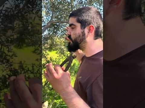 Using trees as fence posts (what not to do)